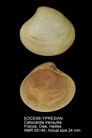 EOCENE-YPRESIAN Callocardia tranquilla.jpg - EOCENE-YPRESIANCallocardia tranquilla(Deshayes,1857)